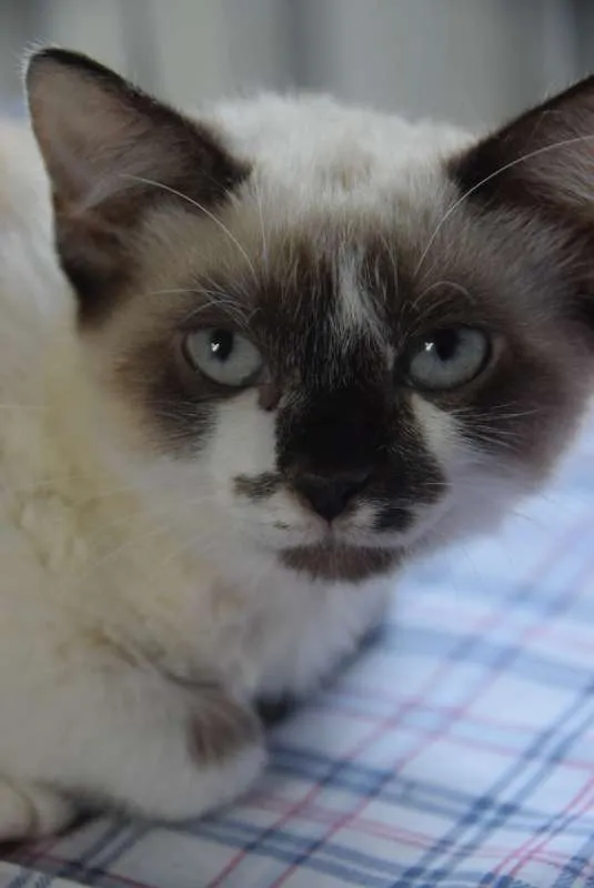 Gato ra a SRD idade 2 a 6 meses nome MARIA BOLOTA