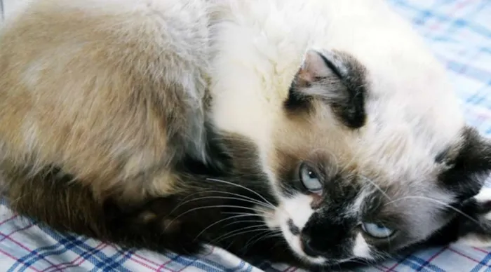 Gato ra a SRD idade 2 a 6 meses nome MARIA BOLOTA