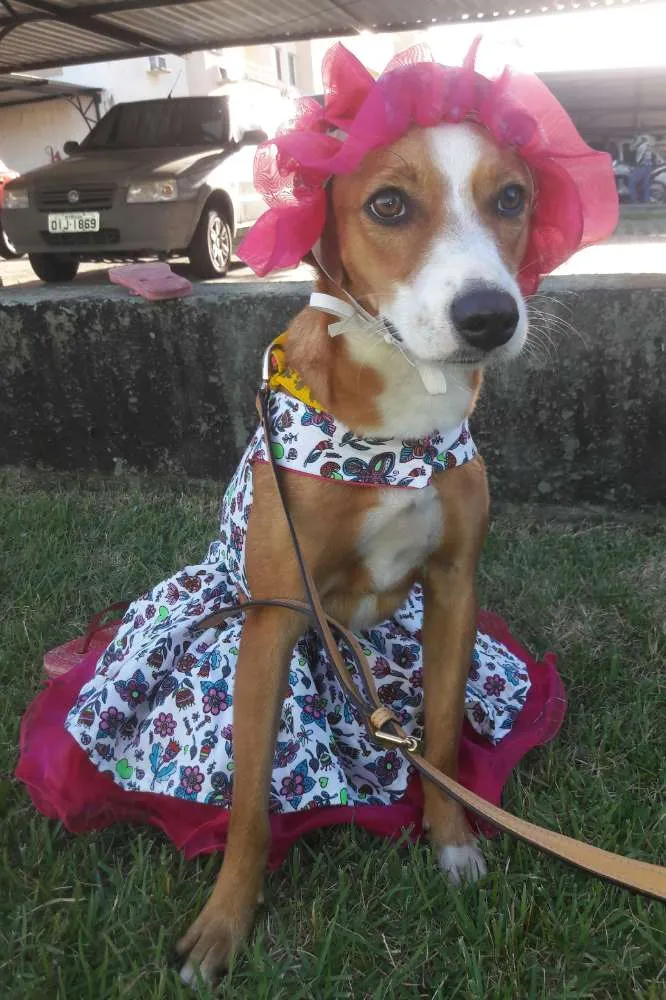 Cachorro ra a SEM RAÇA DEFINIDA.  idade 7 a 11 meses nome SEM NOME 