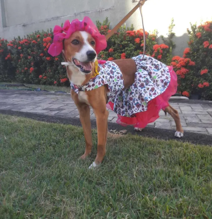 Cachorro ra a SEM RAÇA DEFINIDA.  idade 7 a 11 meses nome SEM NOME 