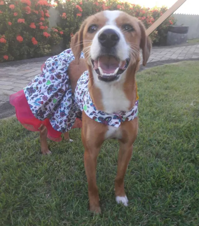 Cachorro ra a SEM RAÇA DEFINIDA.  idade 7 a 11 meses nome SEM NOME 