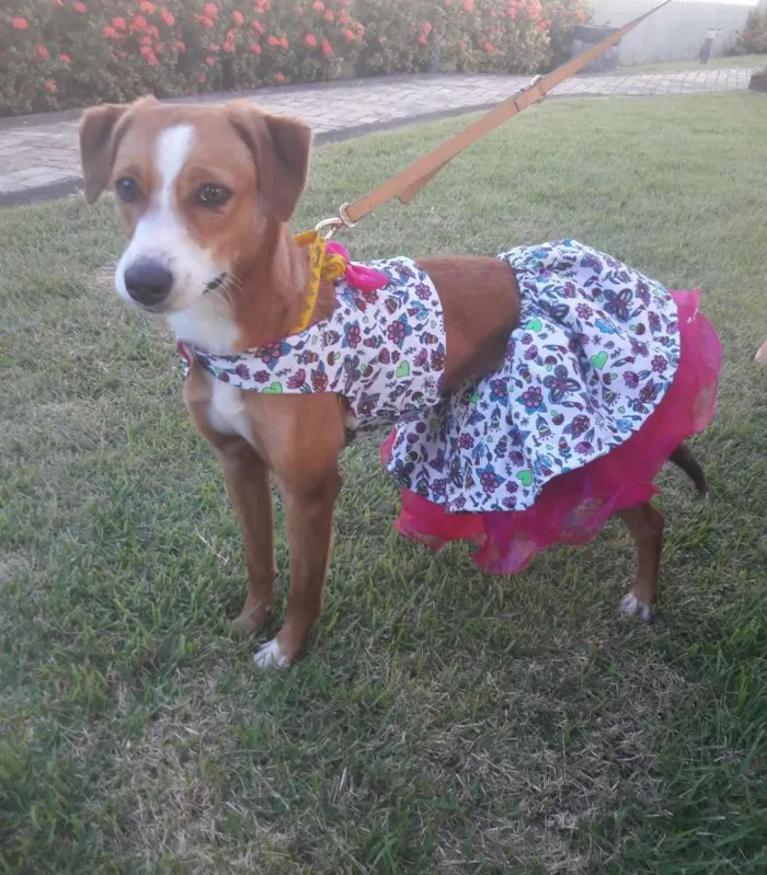 Cachorro ra a SEM RAÇA DEFINIDA.  idade 7 a 11 meses nome SEM NOME 
