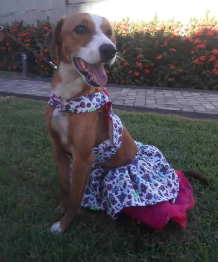 Cachorro ra a SEM RAÇA DEFINIDA.  idade 7 a 11 meses nome SEM NOME 