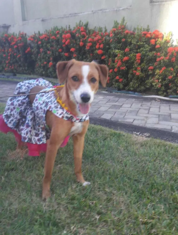 Cachorro ra a SEM RAÇA DEFINIDA.  idade 7 a 11 meses nome SEM NOME 