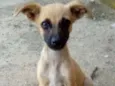 Neguinha