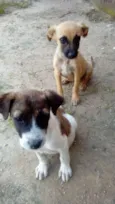 Branquinha