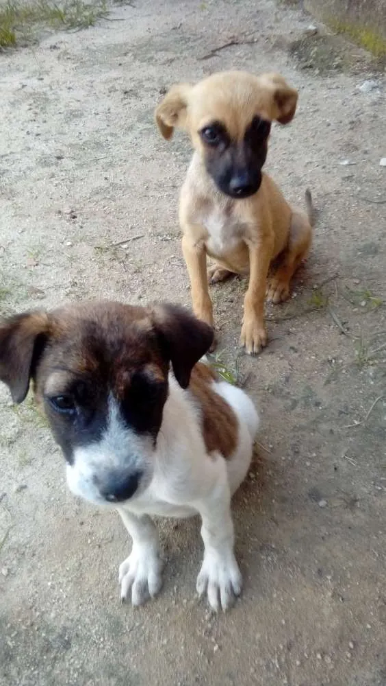 Cachorro ra a  idade 7 a 11 meses nome Branquinha