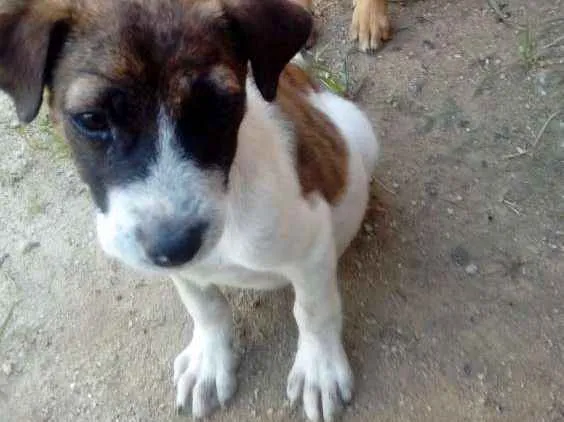 Cachorro ra a  idade 7 a 11 meses nome Branquinha