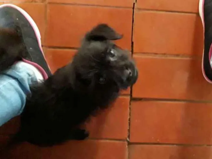 Cachorro ra a Mistura de pudle com vira lata idade 2 a 6 meses nome VC escolhe