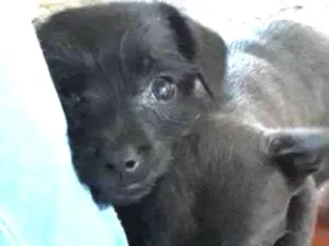Cachorro raça Mistura de pudle com vira lata idade 2 a 6 meses nome VC escolhe