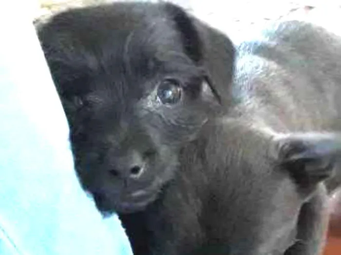 Cachorro ra a Mistura de pudle com vira lata idade 2 a 6 meses nome VC escolhe