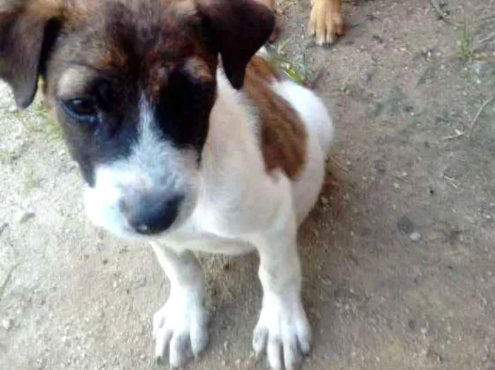 Cachorro ra a  idade 7 a 11 meses nome Branquinha