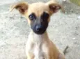 Neguinha