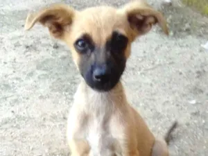 Cachorro raça  idade 7 a 11 meses nome Neguinha