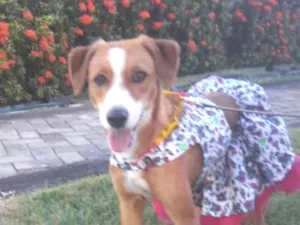 Cachorro raça SEM RAÇA DEFINIDA.  idade 7 a 11 meses nome SEM NOME 