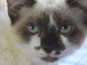 Gato raça SRD idade 2 a 6 meses nome MARIA BOLOTA