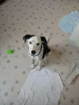 Spot