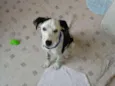 Spot