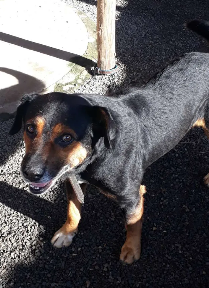Cachorro raça Não sei  idade  nome Não sei 