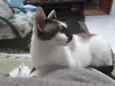 Bia