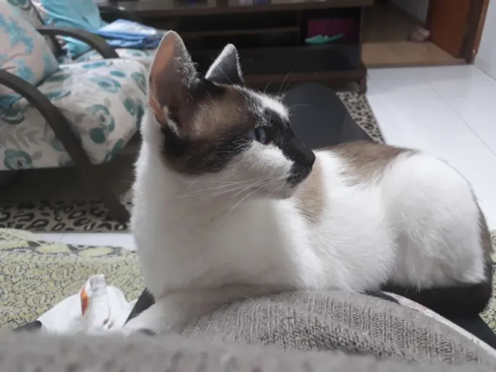 Gato ra a Sem raça idade 1 ano nome Bia