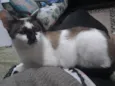 Bia