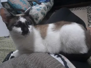 Gato raça Sem raça idade 1 ano nome Bia
