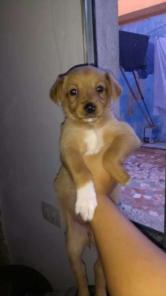 Cachorro ra a Srd idade 2 a 6 meses nome Sem nome