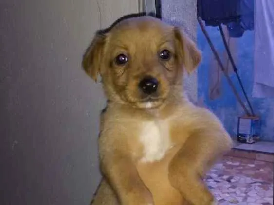 Cachorro ra a Srd idade 2 a 6 meses nome Sem nome