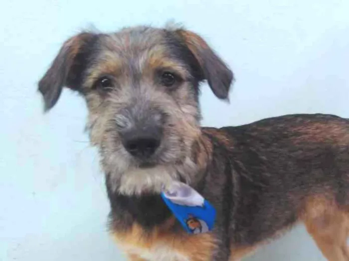 Cachorro ra a SRD  idade 2 a 6 meses nome Bingo 