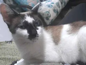 Gato raça Sem raça idade 1 ano nome Bia