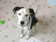 Spot