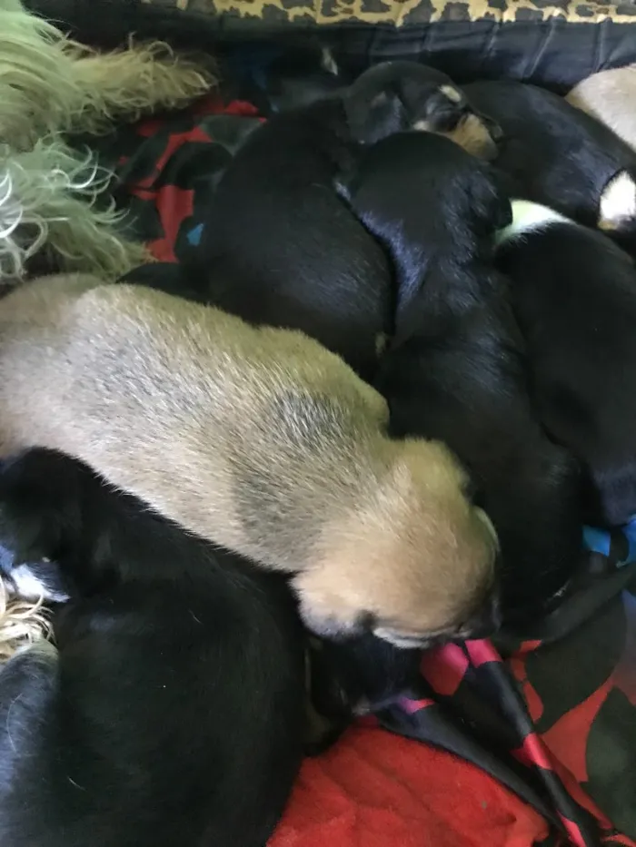 Cachorro ra a Vira-lata idade 2 a 6 meses nome Filhotes