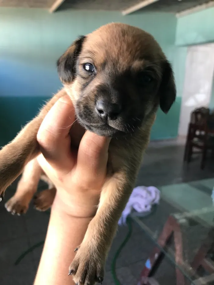 Cachorro ra a Vira-lata idade 2 a 6 meses nome Filhotes