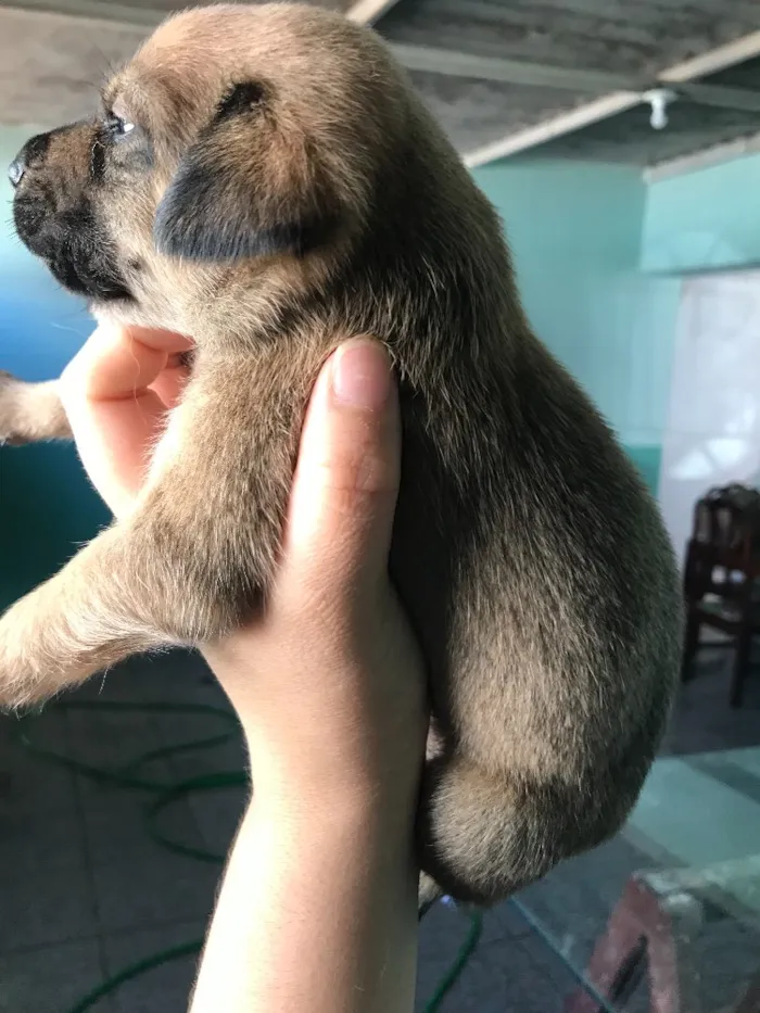 Cachorro ra a Vira-lata idade 2 a 6 meses nome Filhotes