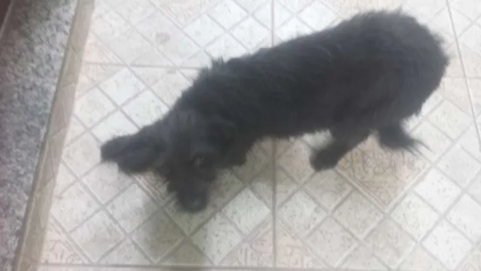Cachorro ra a  idade 1 ano nome Pipoca 
