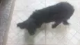 Pipoca