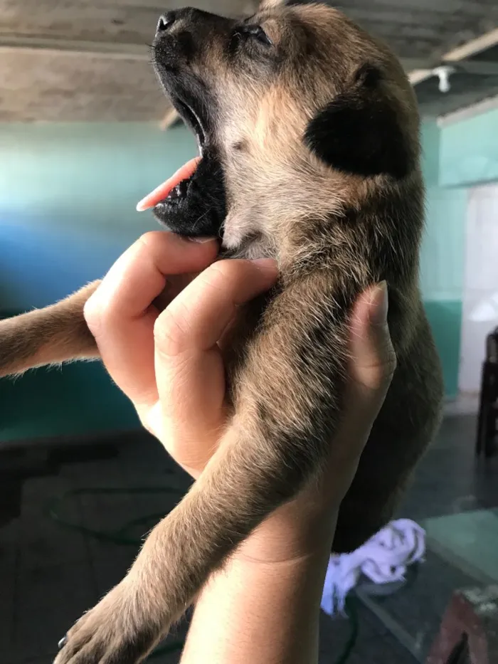 Cachorro ra a Vira-lata idade 2 a 6 meses nome Filhotes