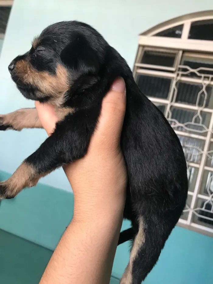 Cachorro ra a Vira-lata idade 2 a 6 meses nome Filhotes