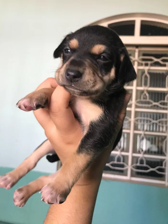 Cachorro ra a Vira-lata idade 2 a 6 meses nome Filhotes