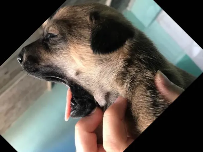 Cachorro ra a Vira-lata idade 2 a 6 meses nome Filhotes