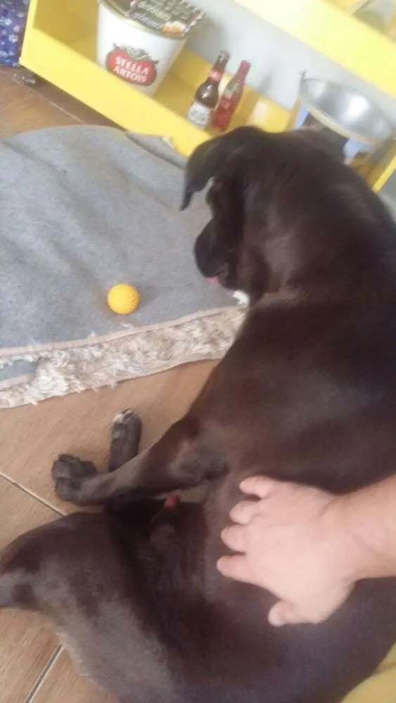 Cachorro ra a Mestiço de Labrador  idade 5 anos nome Charles