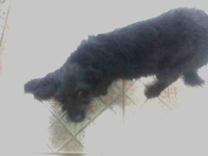 Cachorro ra a  idade 1 ano nome Pipoca 