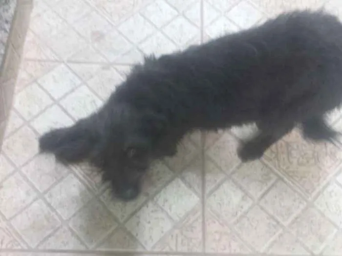 Cachorro ra a  idade 1 ano nome Pipoca 