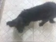 Pipoca
