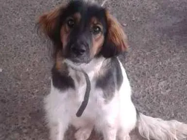 Cachorro ra a Mestiça  idade 2 a 6 meses nome Orelha 