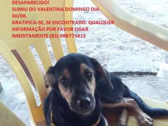 Cachorro ra a VIRA-LATA idade 2 a 6 meses nome NATAL