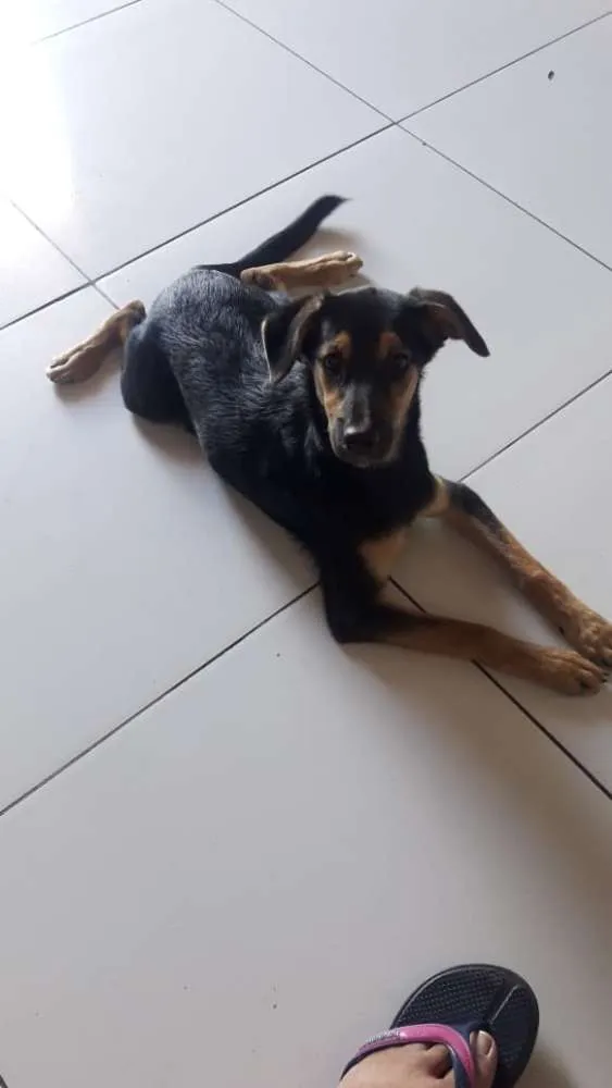 Cachorro ra a VIRA-LATA idade 2 a 6 meses nome NATAL