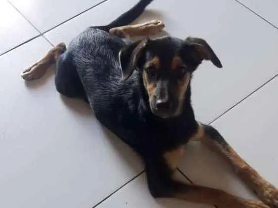 Cachorro ra a VIRA-LATA idade 2 a 6 meses nome NATAL