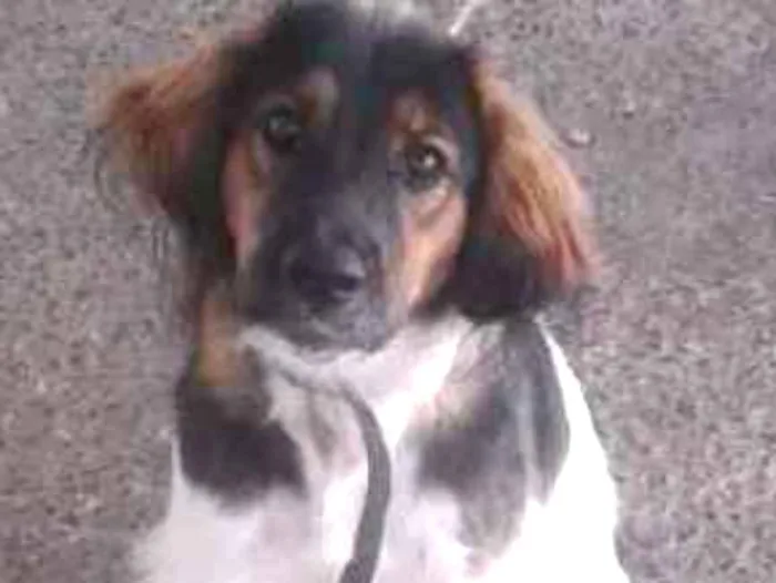 Cachorro ra a Mestiça  idade 2 a 6 meses nome Orelha 